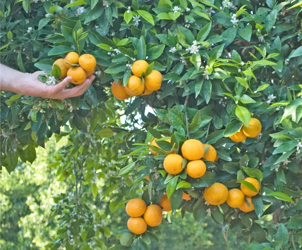 Árvores de tangerina na estação da colheita — Fotografia de Stock