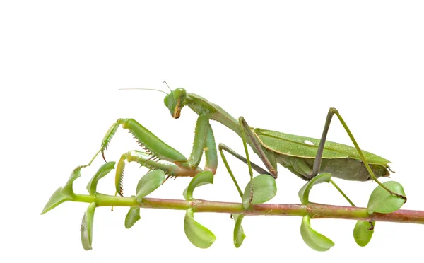 Praying mantis on twig — Stock Photo, Image