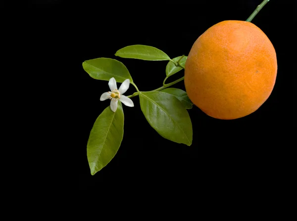 Mandarine mit Blüte — Stockfoto