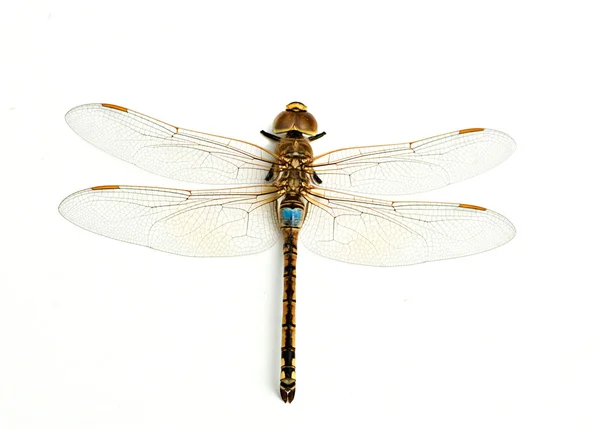 Dragonfly isolerad på vit bakgrund — Stockfoto