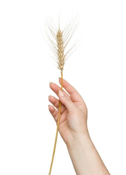 Farmer presnting wheat — Stock Photo, Image