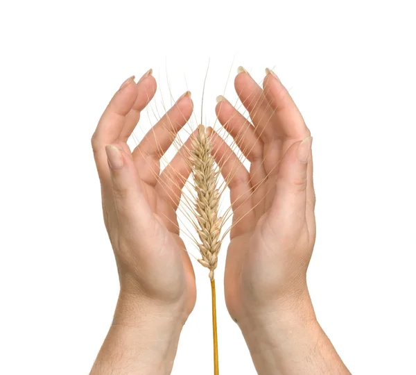 Farmer presnting wheat — Stock Photo, Image