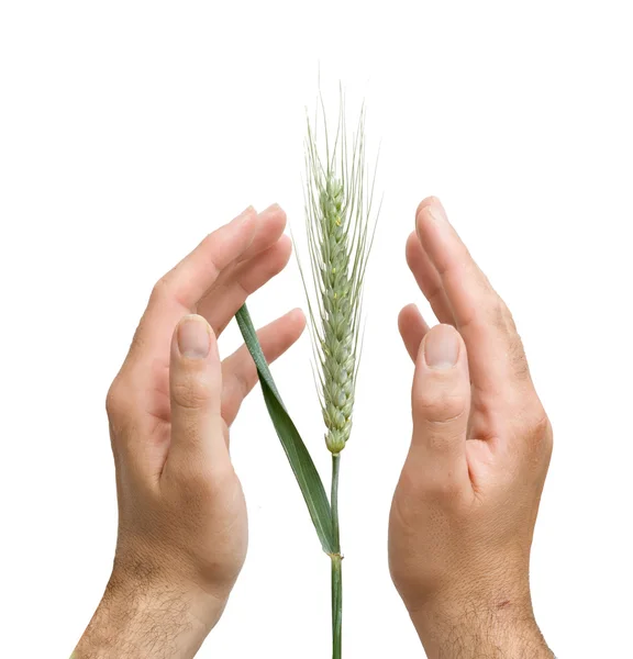 Farmer presnting wheat as a gift — Stock Photo, Image