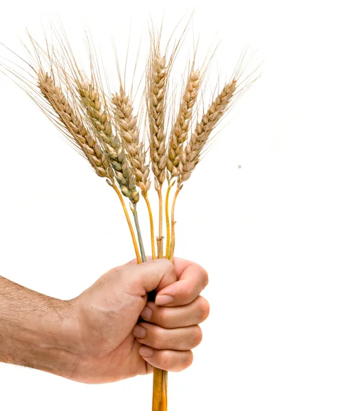 Фермер собирает кучу пшеницы — стоковое фото