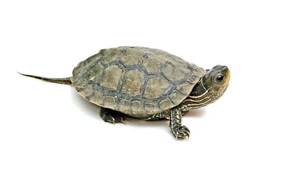 Close up of caspian turtle — Stock Photo, Image