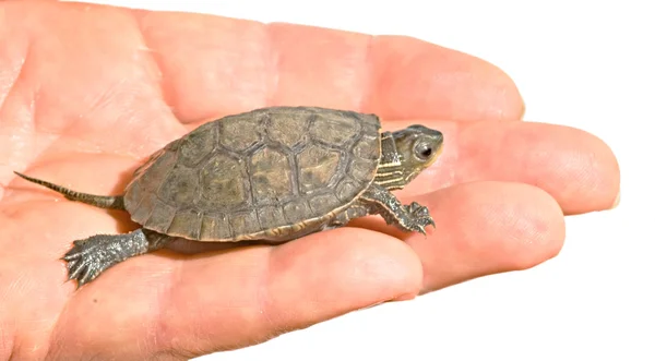 Żółw kaspijski dziecko na dłoni — Zdjęcie stockowe