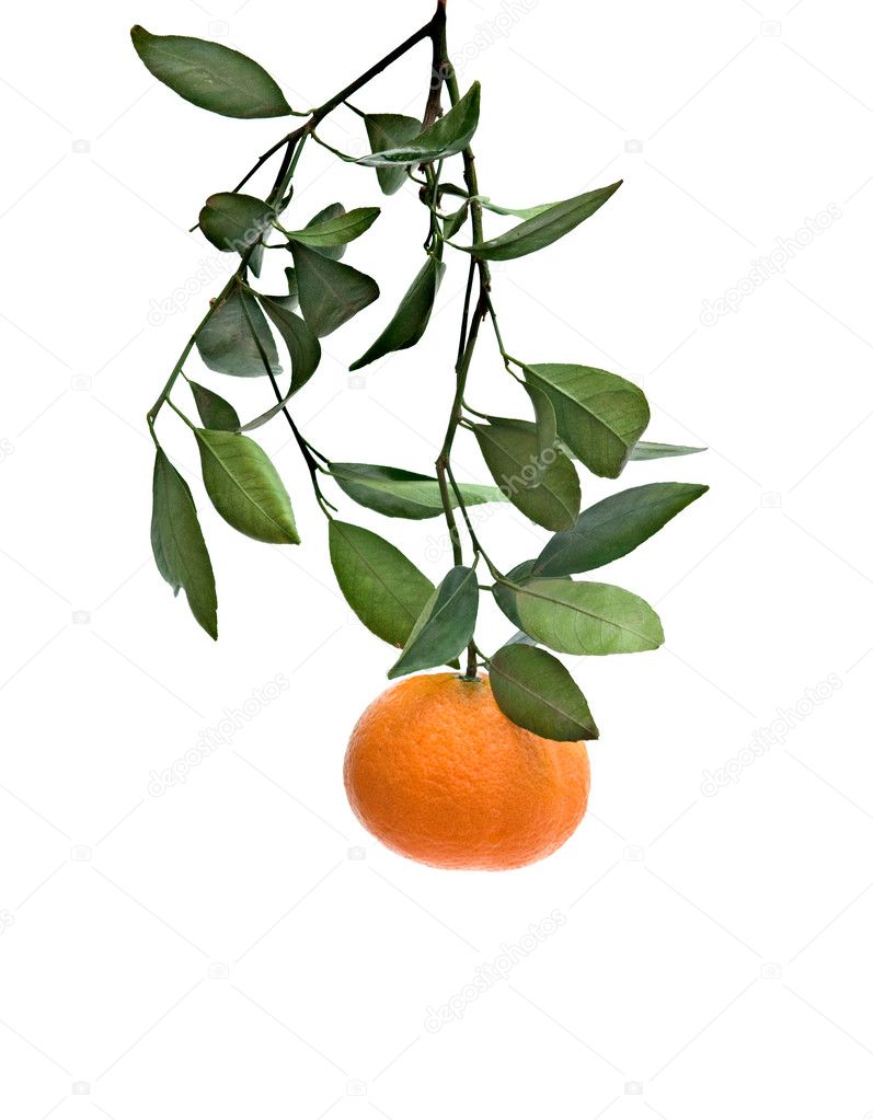 Branch with tangerine