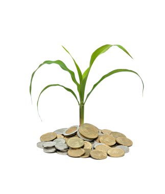 Wheat growing from pile of coins clipart