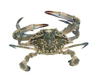 Close up of blue swimmer crab clipart