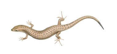 Skink lizard clipart