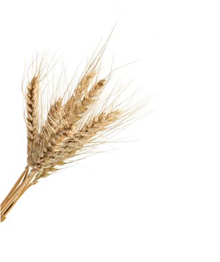 Beyaz arkaplanda buğday izole