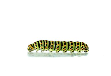Caterpillar isolated on white background clipart