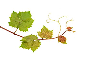 Grapevine isolated on white background clipart