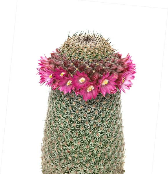 Kaktus kwitnienia — Zdjęcie stockowe