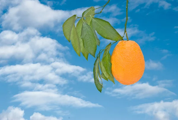Branch with ripe orange — Stock Photo, Image