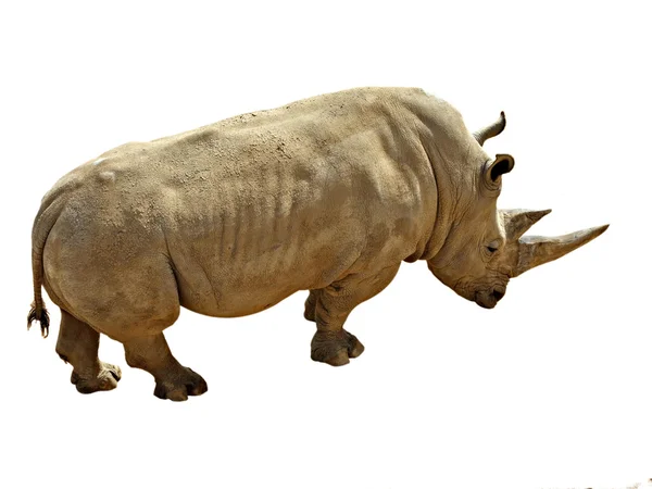 Носорог изолирован на белом фоне — стоковое фото