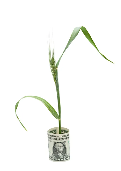 Wheat growing from folded dollar bill — Stock Photo, Image