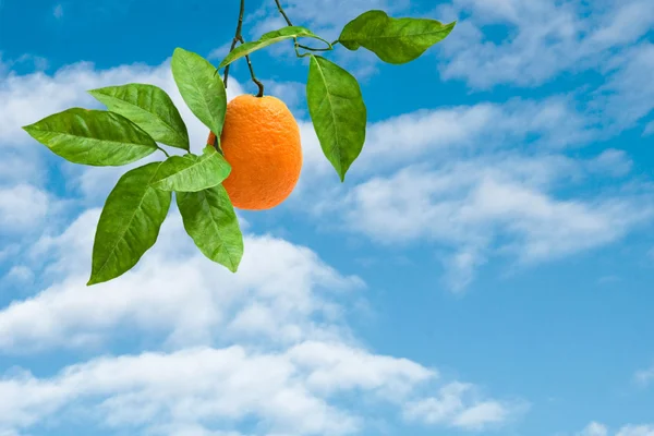 Oddział z dojrzałych pomarańczy — Zdjęcie stockowe