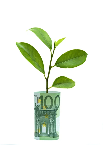 Planta que cresce a partir da factura dobrada em euros — Fotografia de Stock