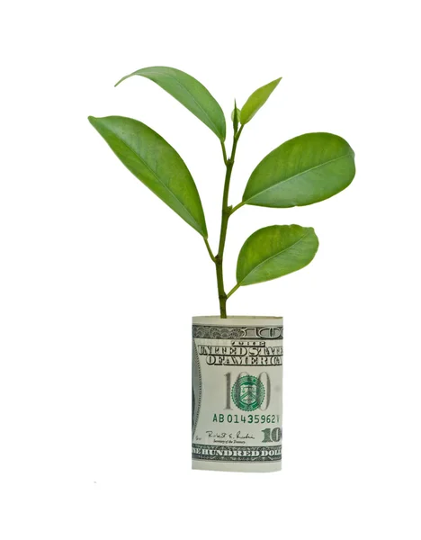 Tree growing from dollar bill — Stock Photo, Image