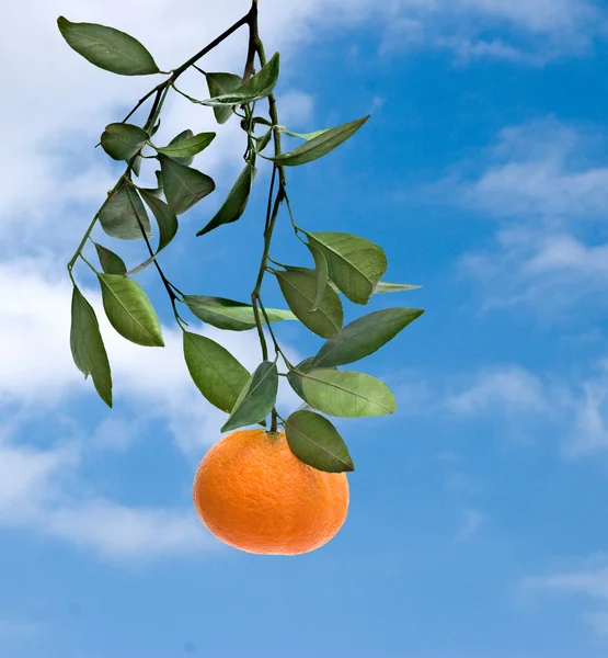 Tangerine op hemelachtergrond — Stockfoto
