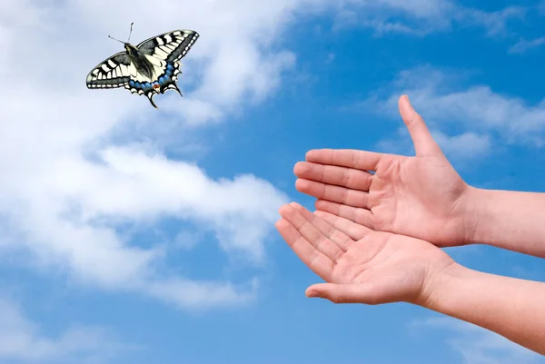 Avuç içi dışı gökyüzü uçan swallowtail — Stok fotoğraf