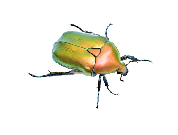 Gros plan sur le scarabée vert brillant — Photo