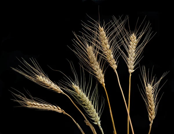 Wheat isolated on black background — Stock Photo, Image
