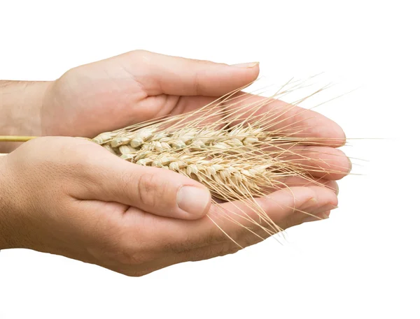 Daily bread (wheat in palms) — Stock Photo, Image