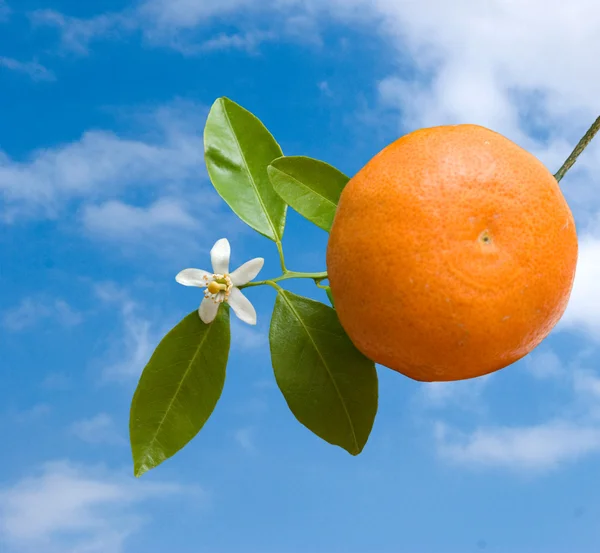 Tangerine met bloemen op hemelachtergrond — Stockfoto