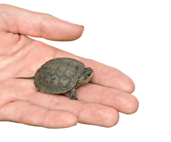 Baby caspian turtle on palm — Stock Photo, Image