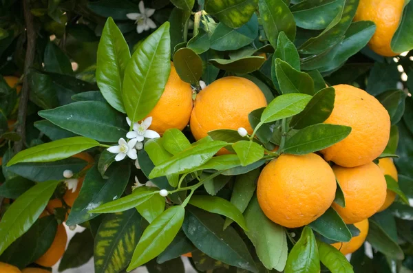 Trees with ripe tangerines — Stock Photo, Image