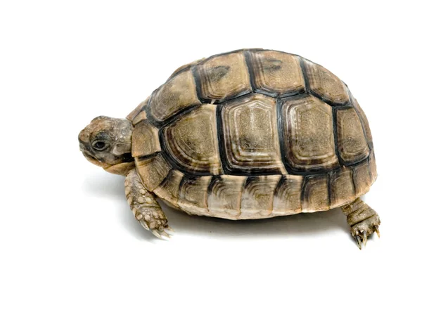 Yunan kaplumbağa yakın çekim — Stok fotoğraf