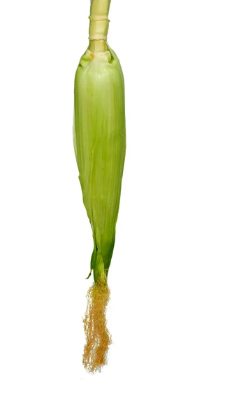 Kukorica fül — Stock Fotó