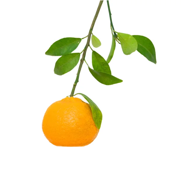 Větev s mandarinka — Stock fotografie