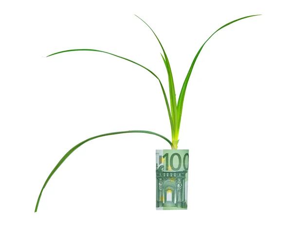 Sedge plant growing from euro bill — Stock Photo, Image