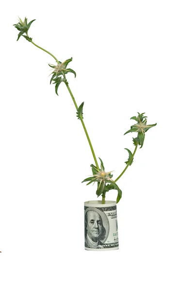 Dolar büyüyen bur — Stok fotoğraf