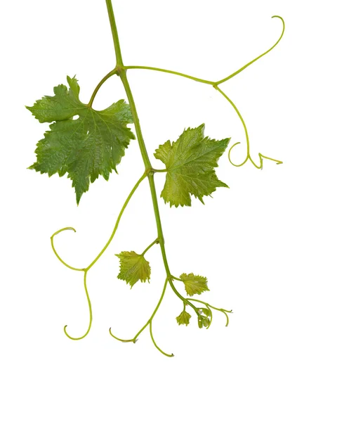Winorośl wyizolowana na białym tle — Zdjęcie stockowe