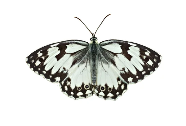 Un fluture frumos — Fotografie, imagine de stoc