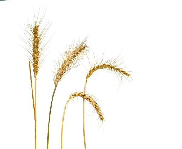 Weizen isoliert auf weißem Hintergrund — Stockfoto