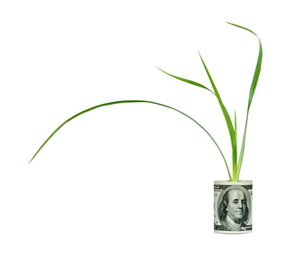 Sedge plant growing from dollar bill — Stock Photo, Image