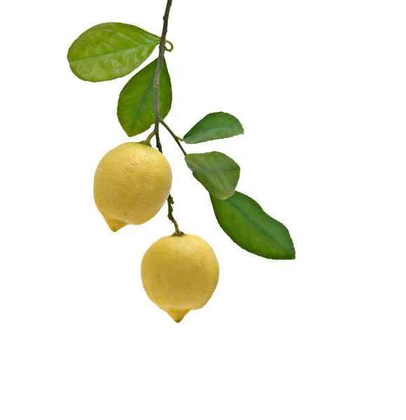 Citron på gren — Stockfoto