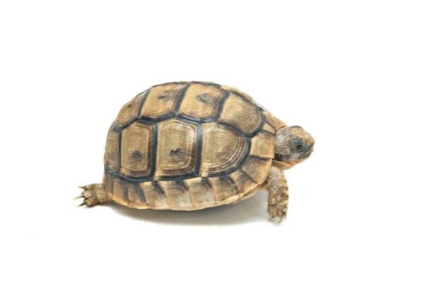 stock image Close up of greek tortoise