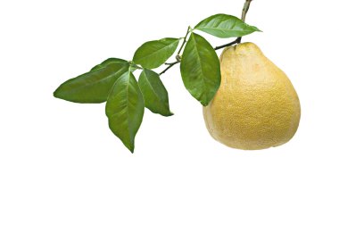 Pomelo isolated on white background clipart