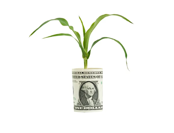 Corn growing from folded dollar bill — Stock Photo, Image