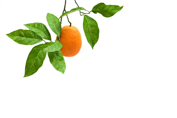 Orange on branch — Stock Photo, Image