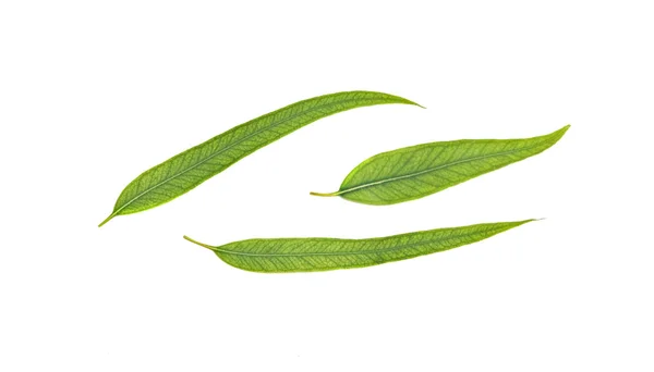 Евкаліптових листя — стокове фото