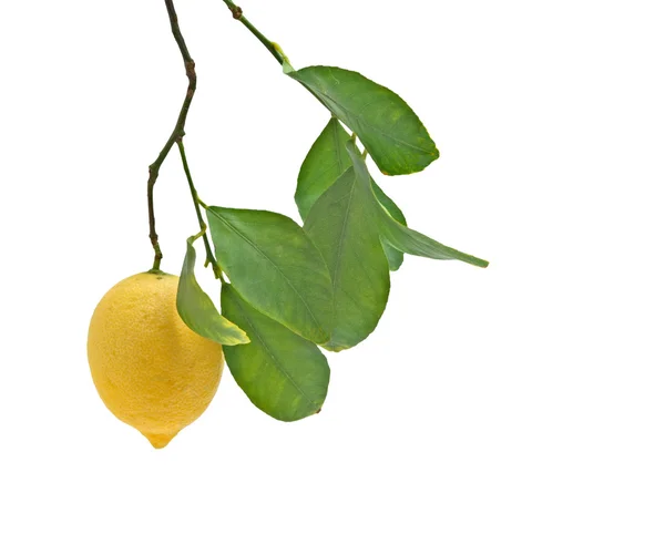 Лимон на ветке — стоковое фото
