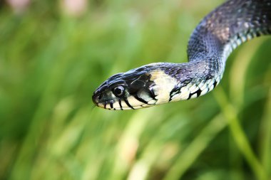 Snake on the beach clipart