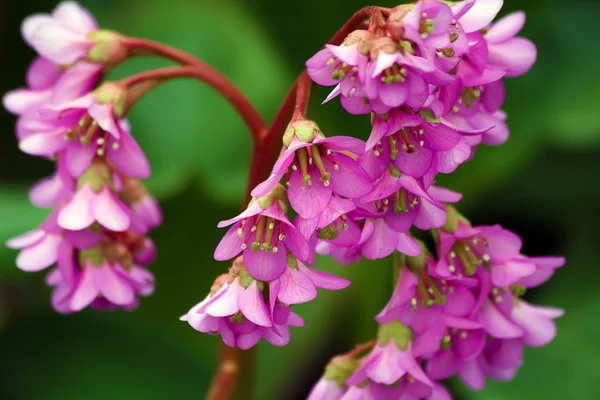 stock image Macro shooting rosy flowers